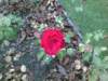 nokia6300bild14_small.jpg