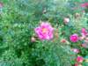 nokia7390cam15_small.jpg