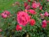 sek800icam14_small.jpg